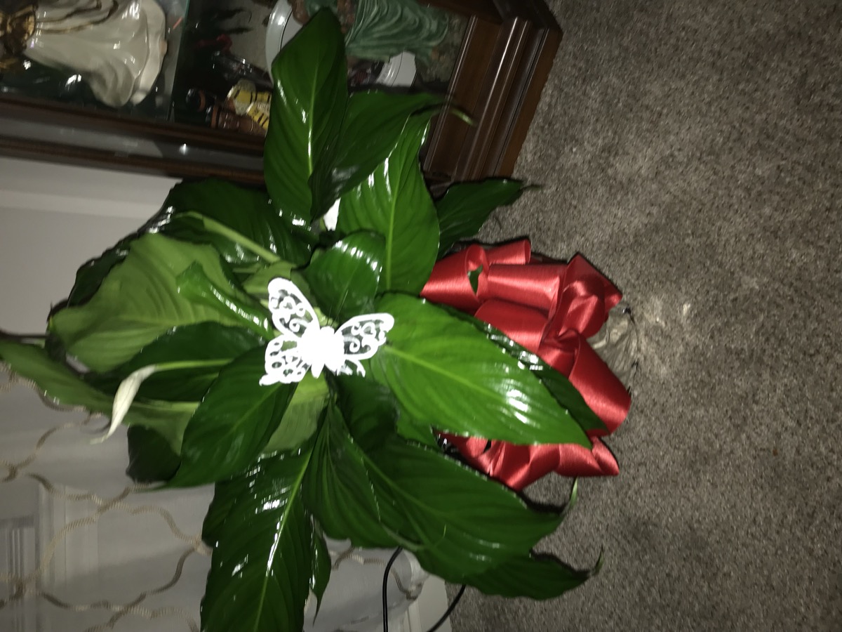 Decorated peace lily with red satin bow and butterfly accent